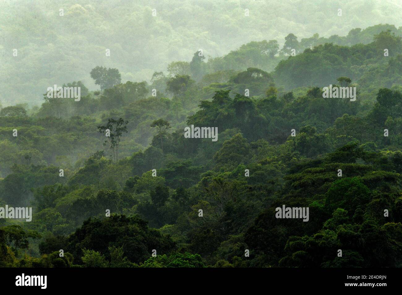 Tropical forest during rainy day. Green jungle landscape in Costa Rica.  Forest hill with big beautiful tree in South America. Mountain birdwatching  in Stock Photo - Alamy