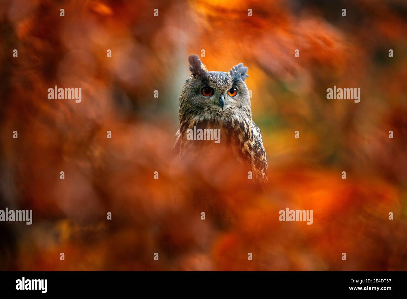 Autumn orange wildlife, detail portrait of owl in the forest. Eurasian Eagle Owl, Bubo Bubo, sitting tree trunk, wildlife fall photo in the wood with Stock Photo