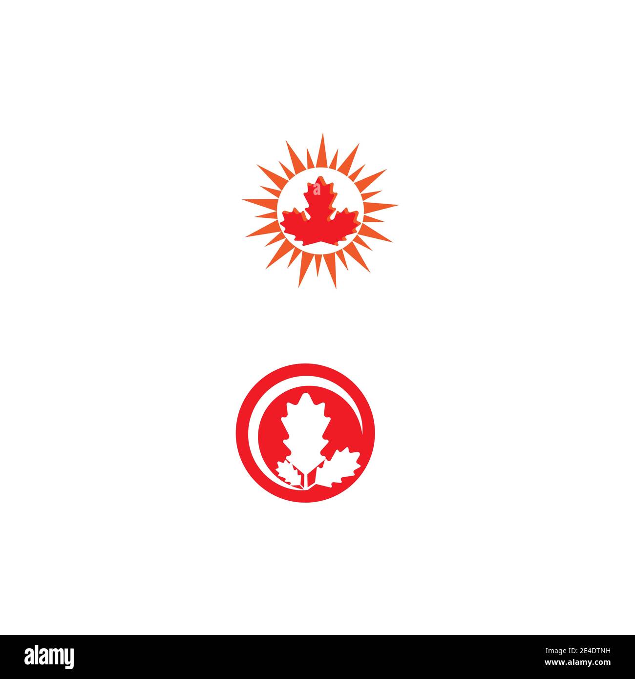 Maple Design Vector Maple leaf vector illustration design template Stock Vector Image & Art ...