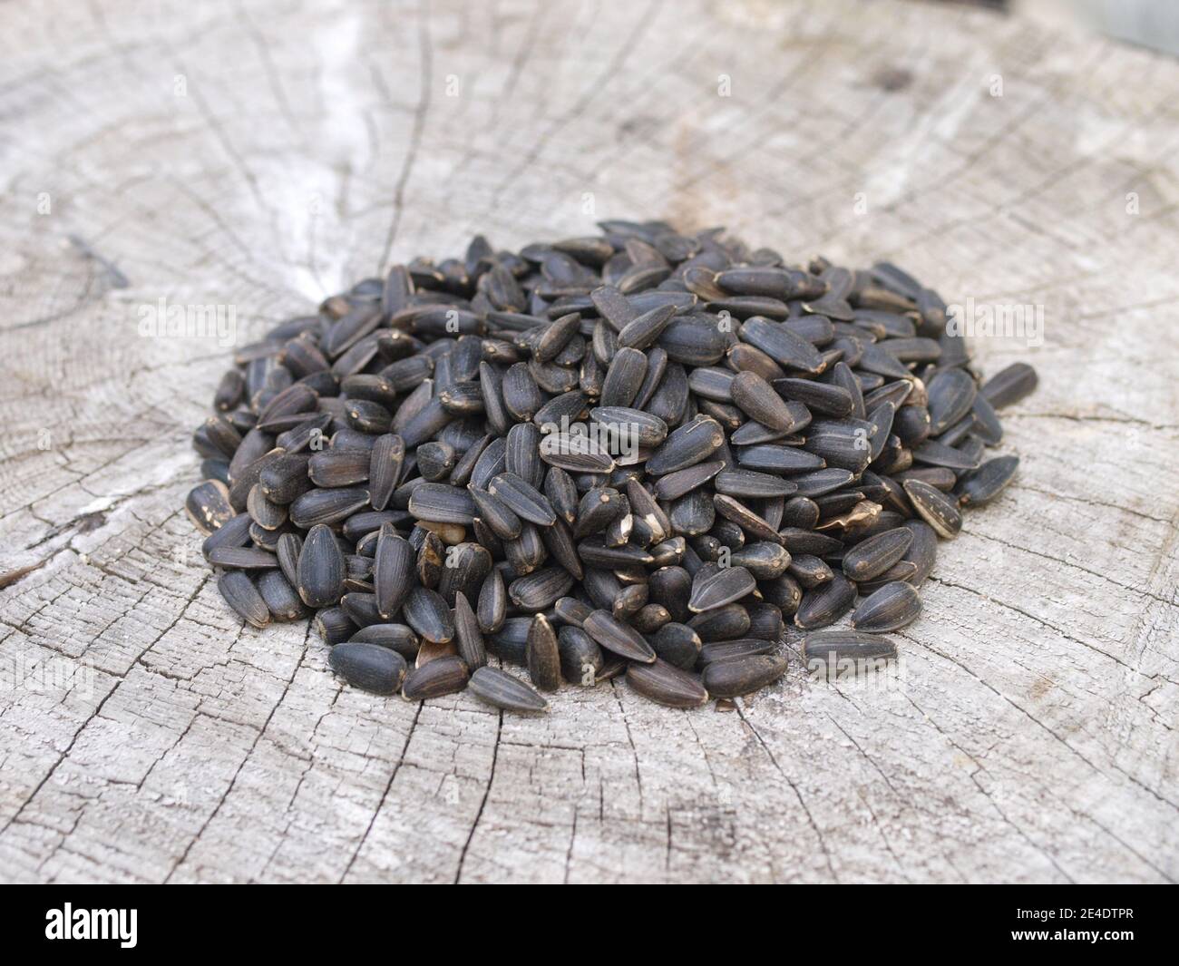Sunflower seeds suitable for bird feeders for British birds Stock Photo