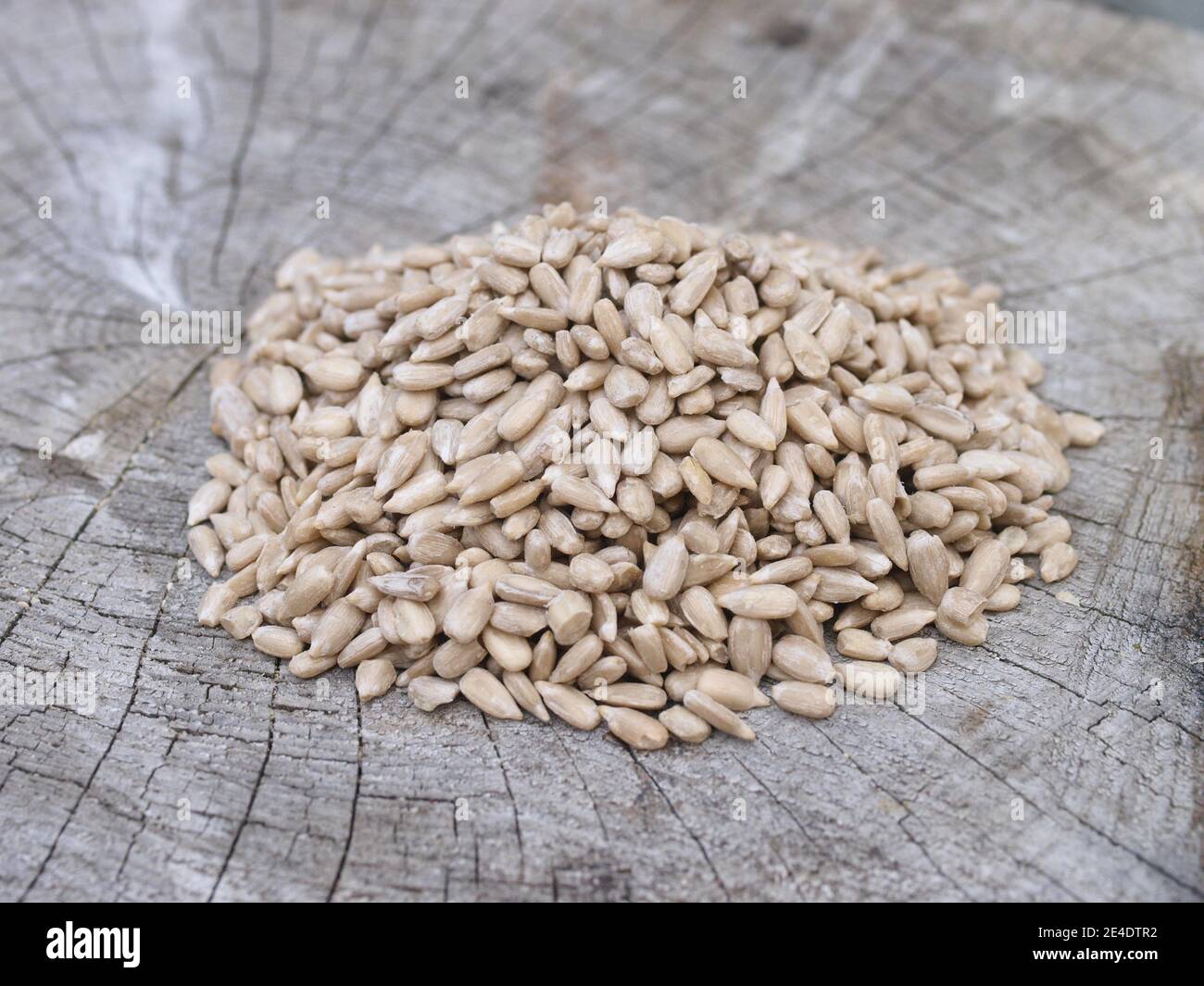 Sunflower seeds suitable for bird feeders for British birds Stock Photo