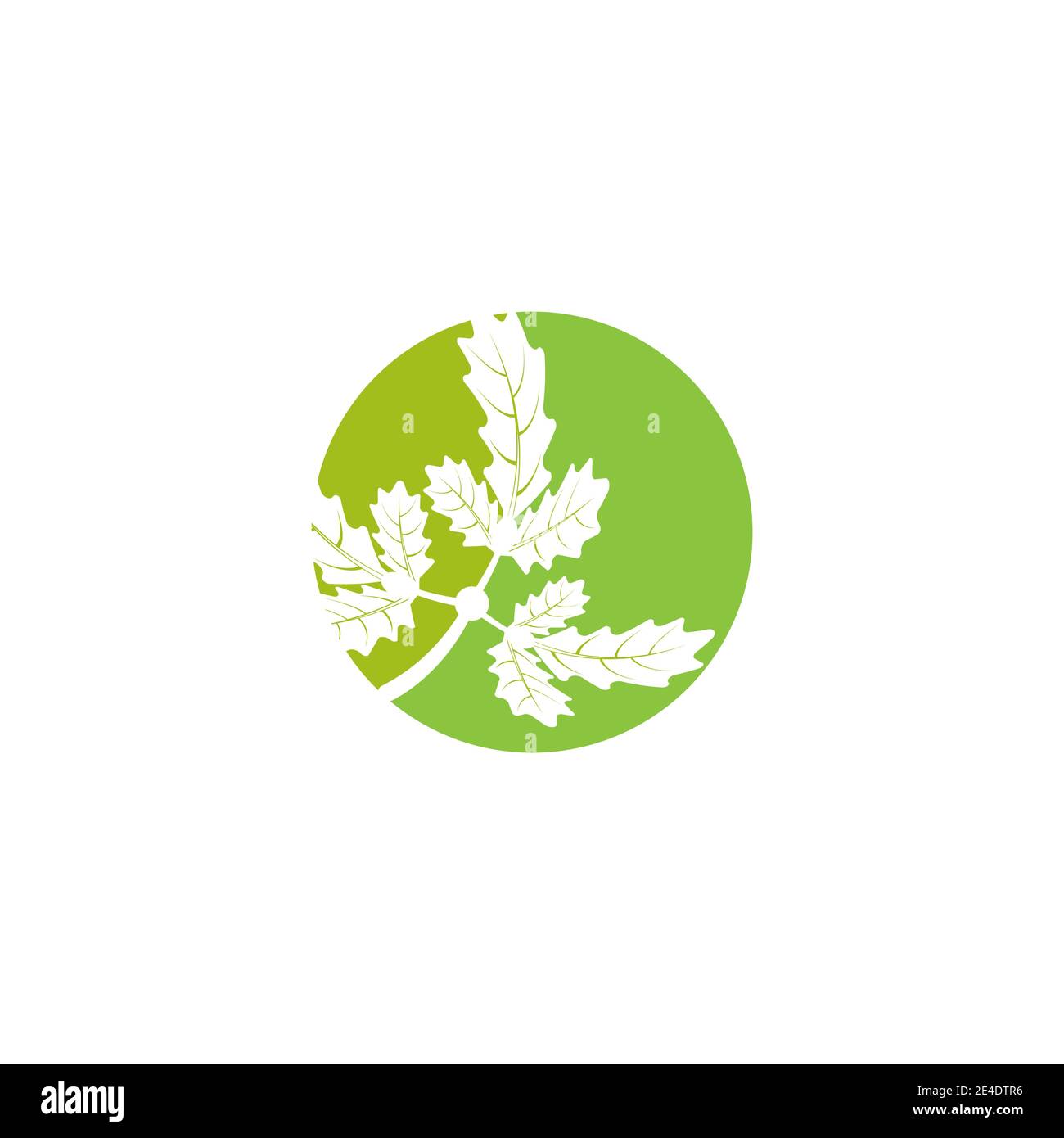 Maple leaf vector illustration design template Stock Vector Image & Art ...