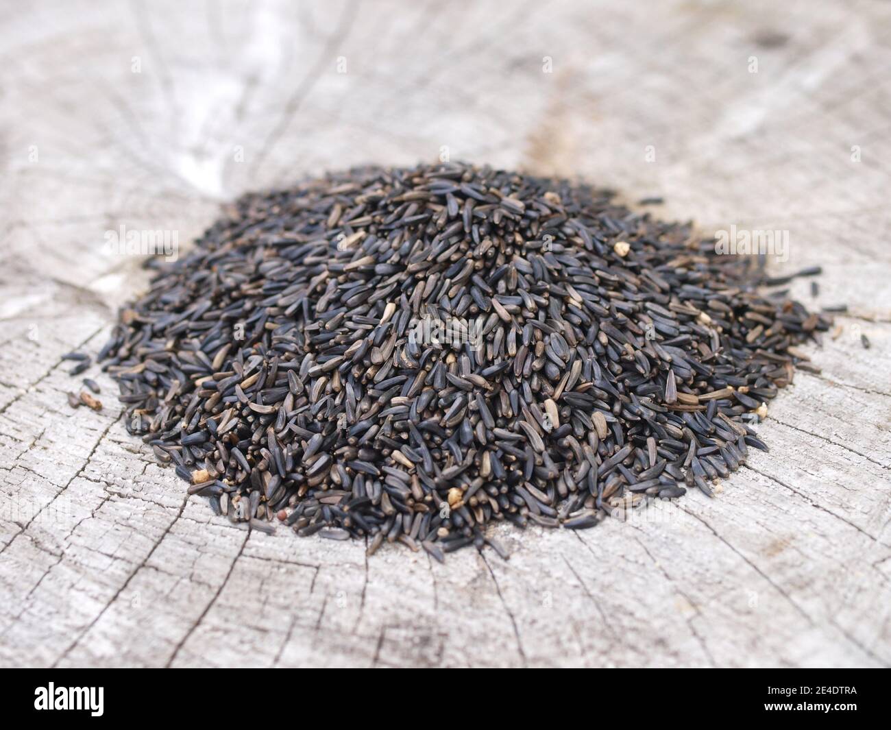 Niger seeds suitable for bird feeders for British birds Stock Photo Alamy