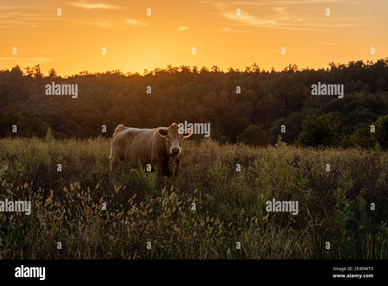 A lone cow stands in a field at sunset. Stock Photo