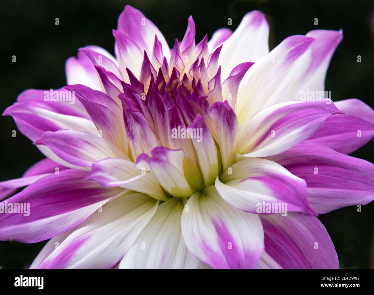 Pretty flowers Dahlia Ferncliff Illusion - white blooms with delicately pink petal tips , blossom in the garden Stock Photo