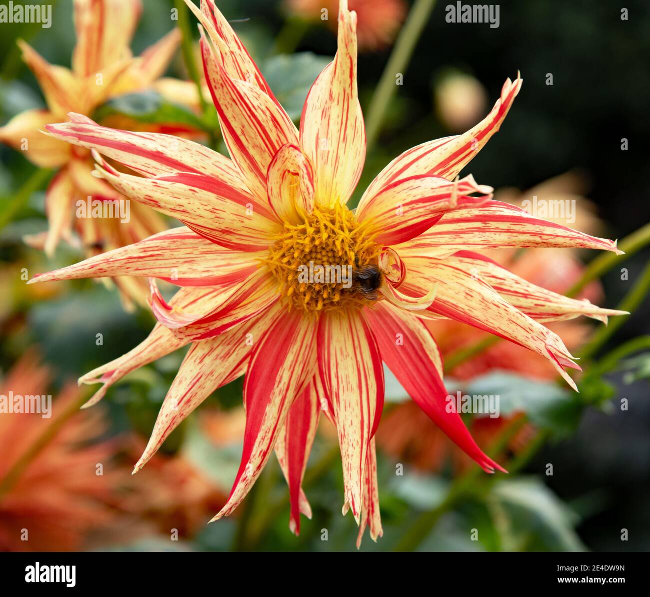 Beautiful flower Dahlia Rejmans Firecracher blossom in the garden Stock Photo