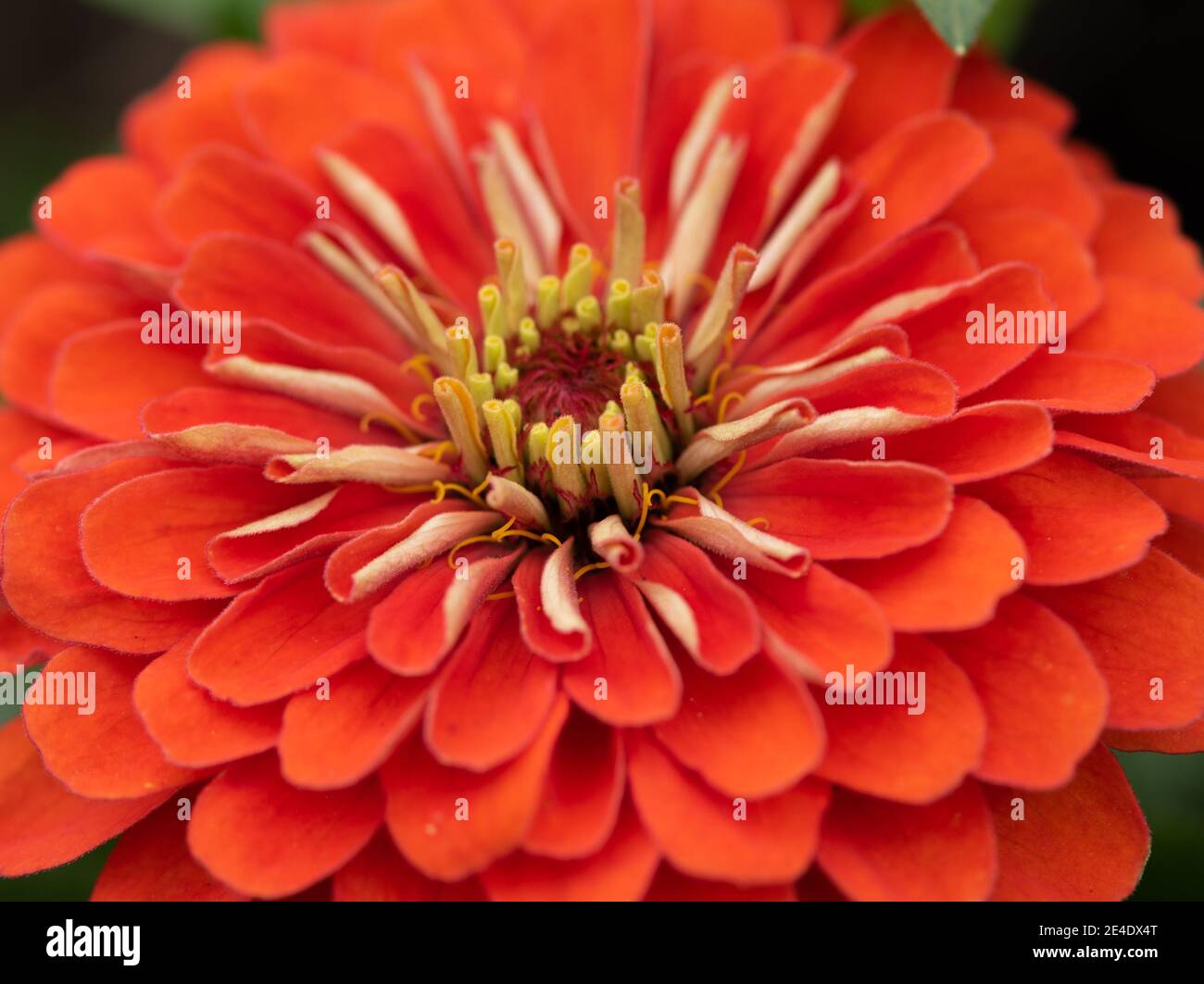 A bright red Dahlia flower close up blossom in the garden Stock Photo