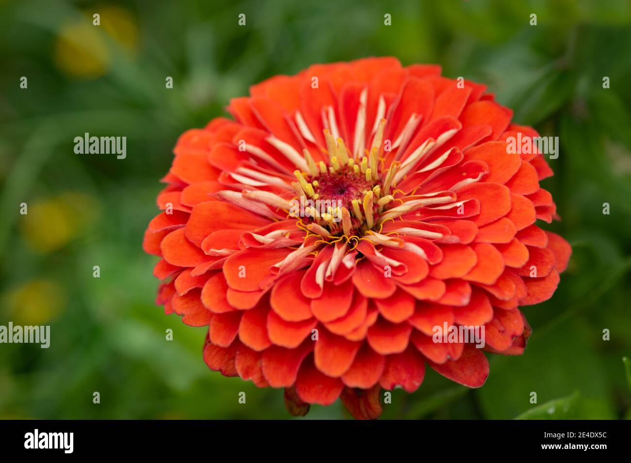Red Dahlia flower close up blossom in the garden Stock Photo