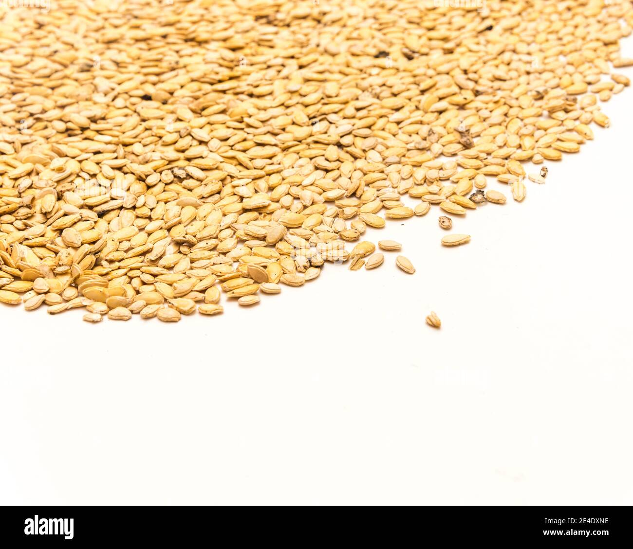 Many of winter melon seeds spreading isolated with copy space on white background. Heirloom wax gourd or Benincasa hispida, ash gourd seeds ready for Stock Photo