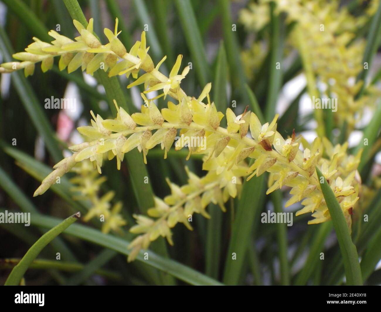 Closeup shot of a long-leaved dendrochilum plant flowers in blossom Stock Photo