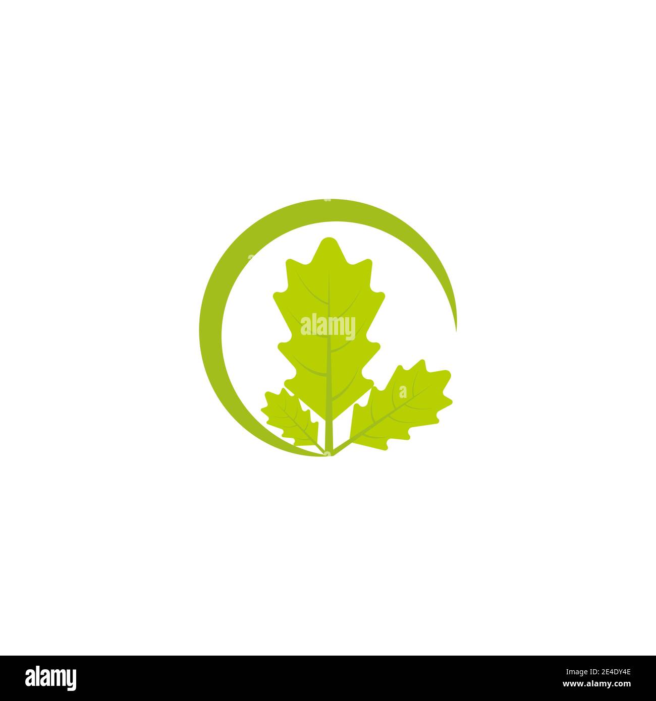 Maple leaf vector illustration design template Stock Vector Image & Art ...