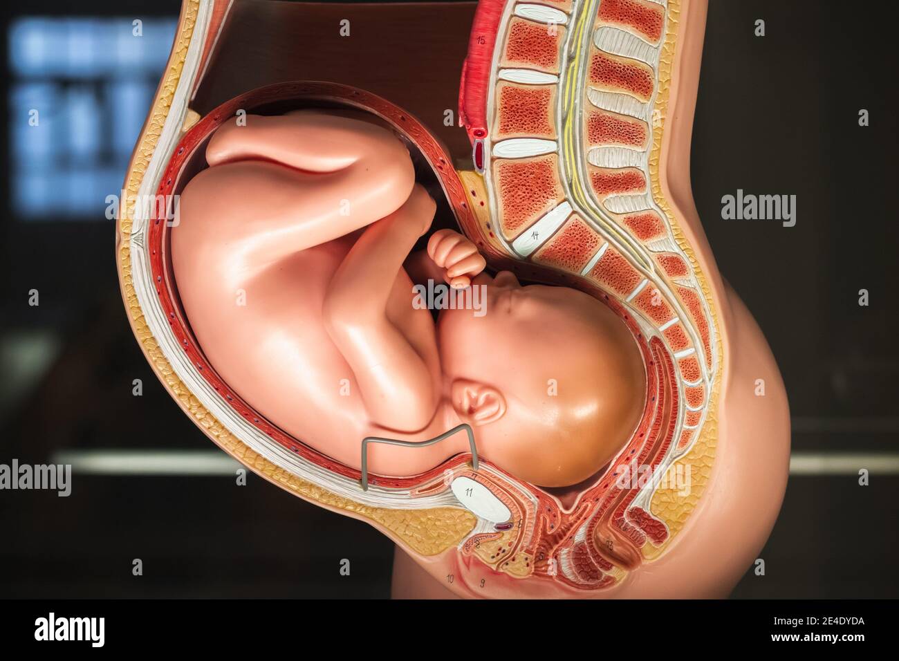 Ninth month pregnancy pelvis anatomy model displayed at Science Museum in London Stock Photo