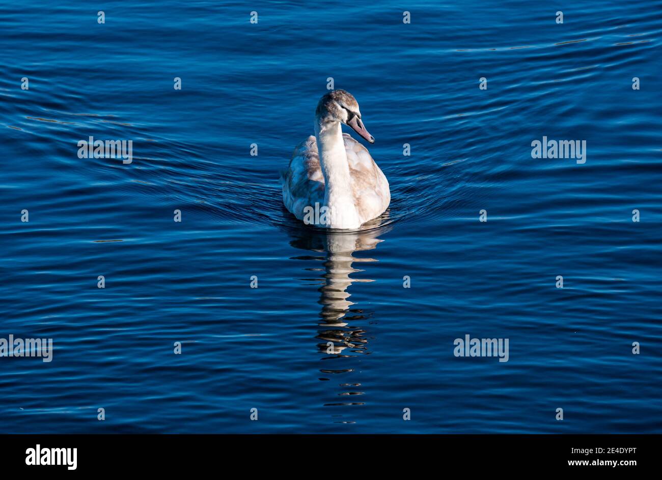 East Lothian, Scotland, United Kingdom, 23rd January 2021. UK Weather:  sunshine provides a little warmth. A juvenile mute swan, Cygnus olor, reflected in a reservoir Stock Photo