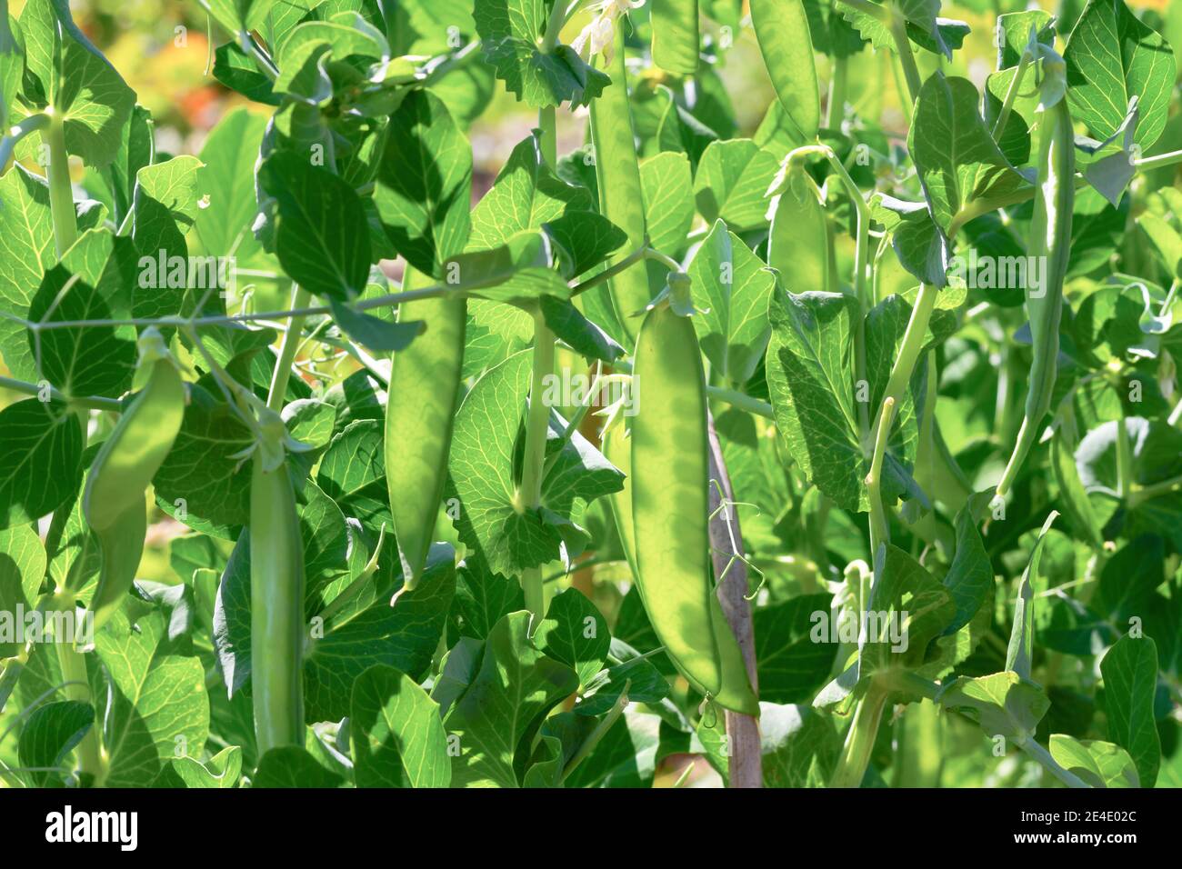 young green pea pods on a background of leaves ripen in the bright sun ...
