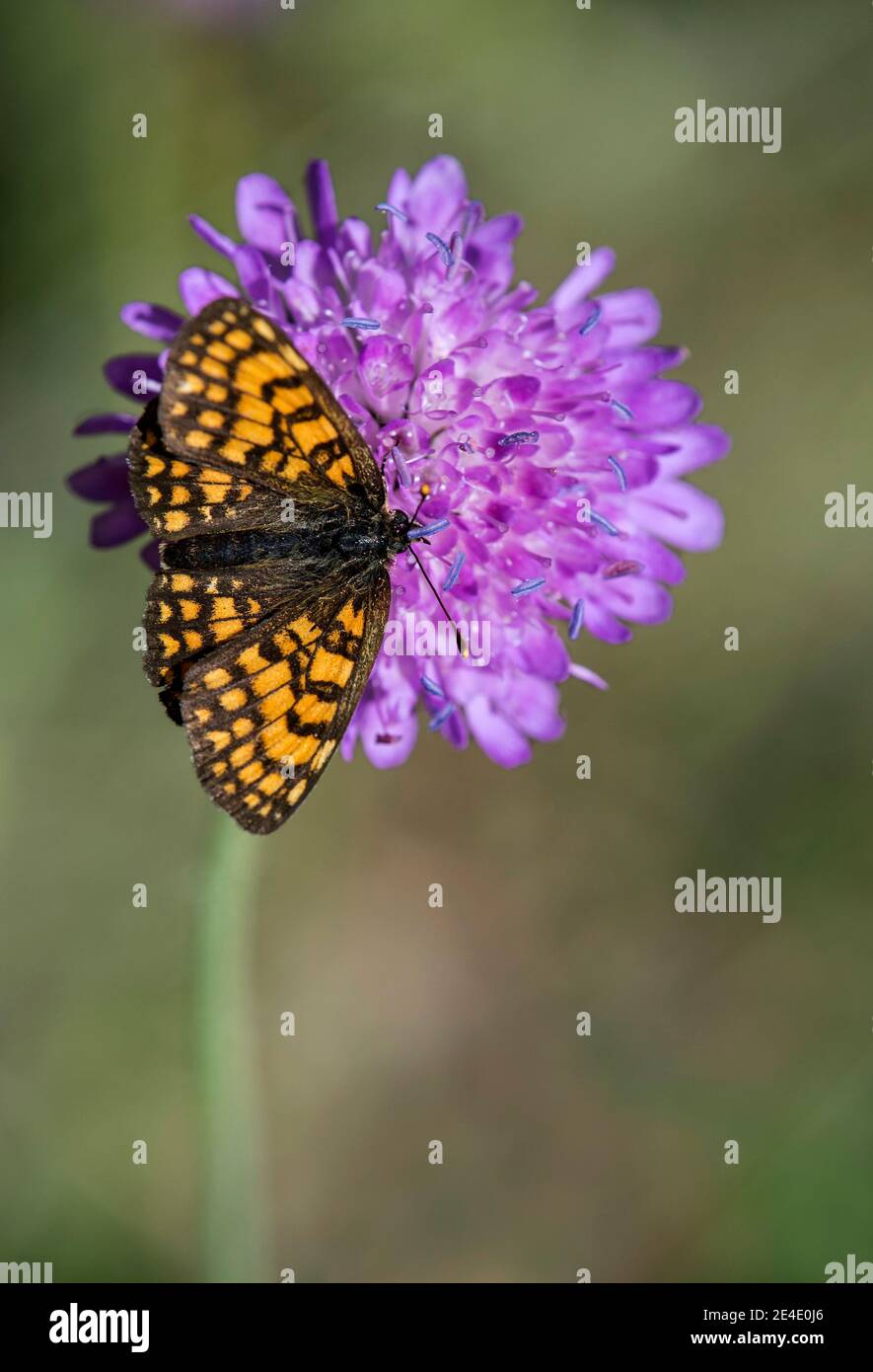 Niobe fritillary (Fabriciana niobe), Brush-footed butterfly family (Nymphalidae), Val dAnniviers, Valais, Switzerland Stock Photo