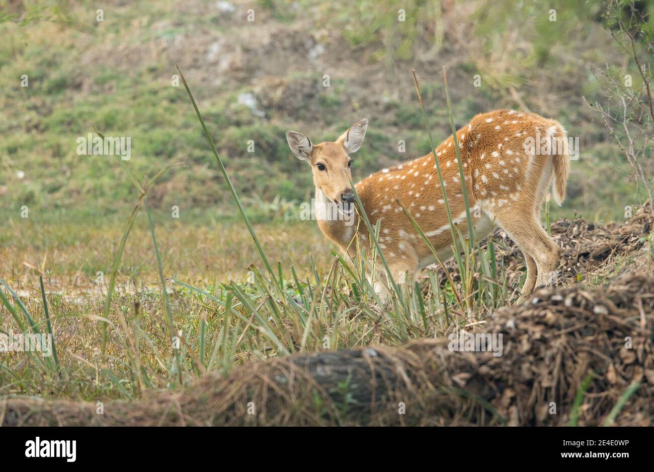 Spotted Deer (Axis axis) female Stock Photo Alamy