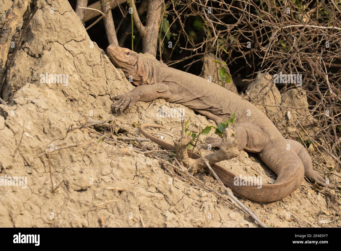 Bengal monitor (Varanus bengalensis) or common Indian monitor basking on mud bank Stock Photo