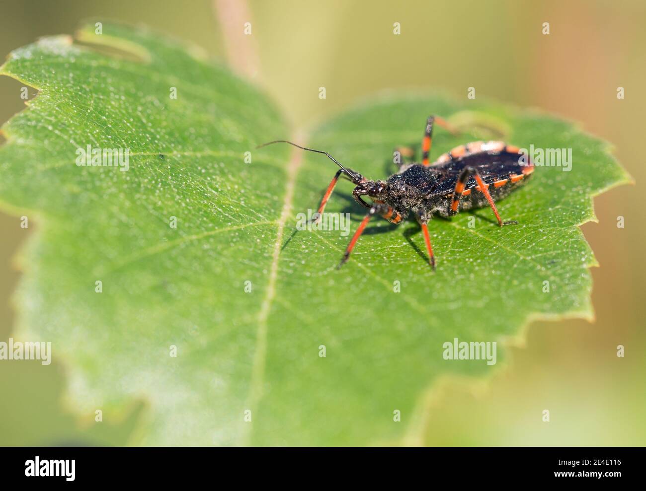 Rhynocoris hi-res stock photography and images - Alamy