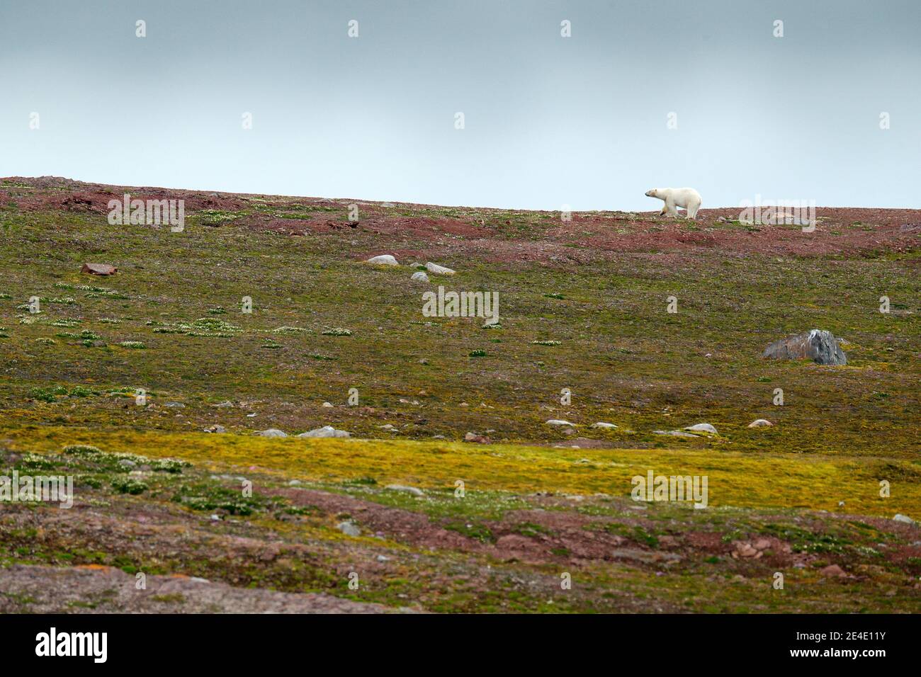 Polar bear near the bird nest, spring season with flower, Svalbard in Norway. Stock Photo