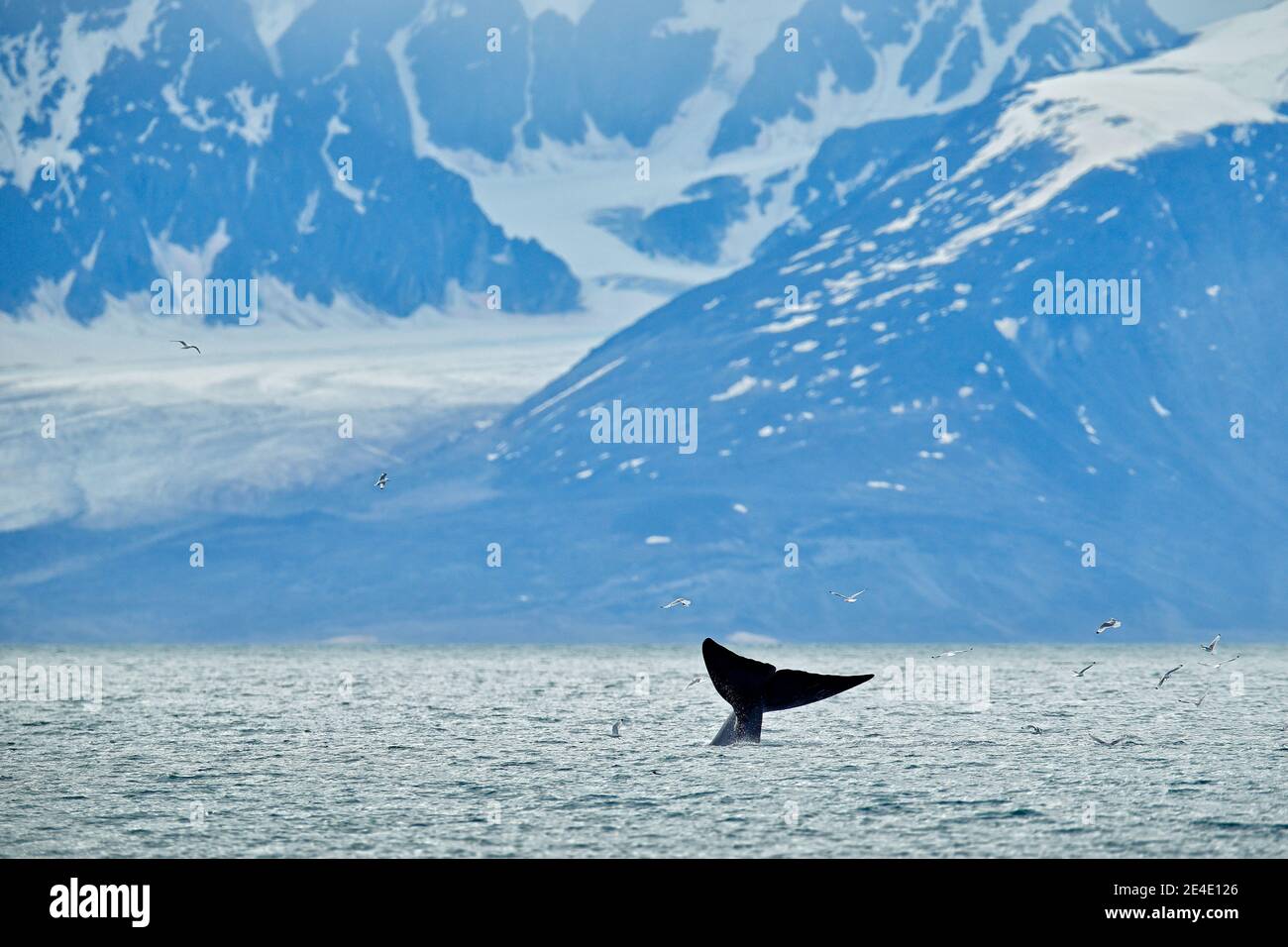 Tail in the sea, whale and gull.  Humpback whale, Megaptera novaeangliae, tail caudal fin of baleen whale in the sea water. Wildlife scene from nature Stock Photo
