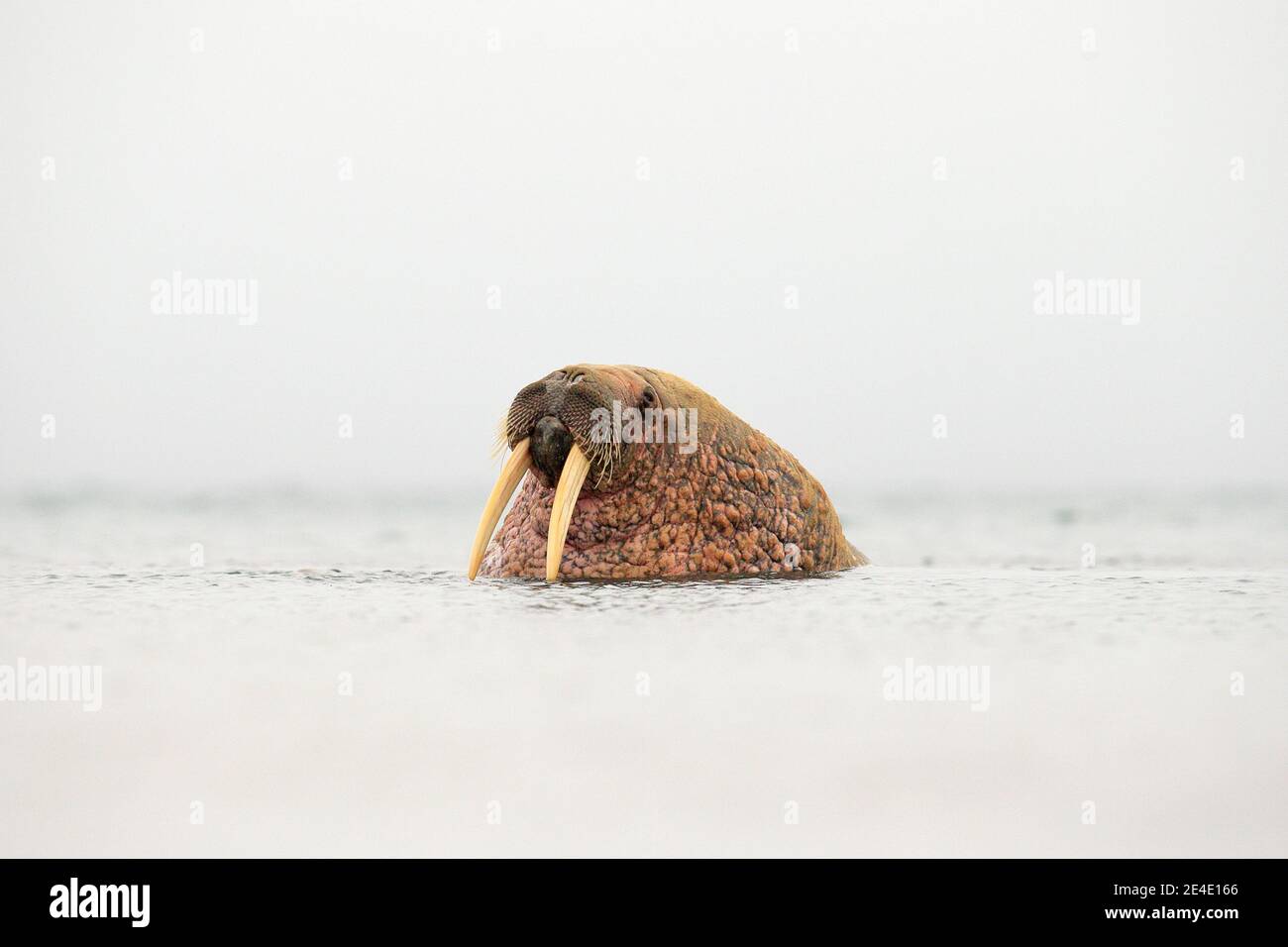 Walrus calling the animal makes a hooting sound which can be heard over  long distances Stock Photo - Alamy