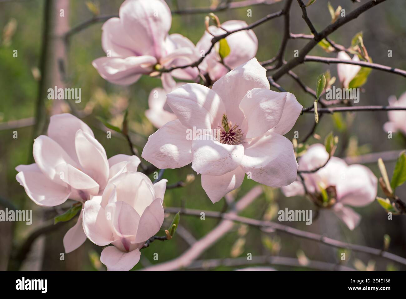 Blossoming of magnolia white flowers in spring time, natural seasonal ...