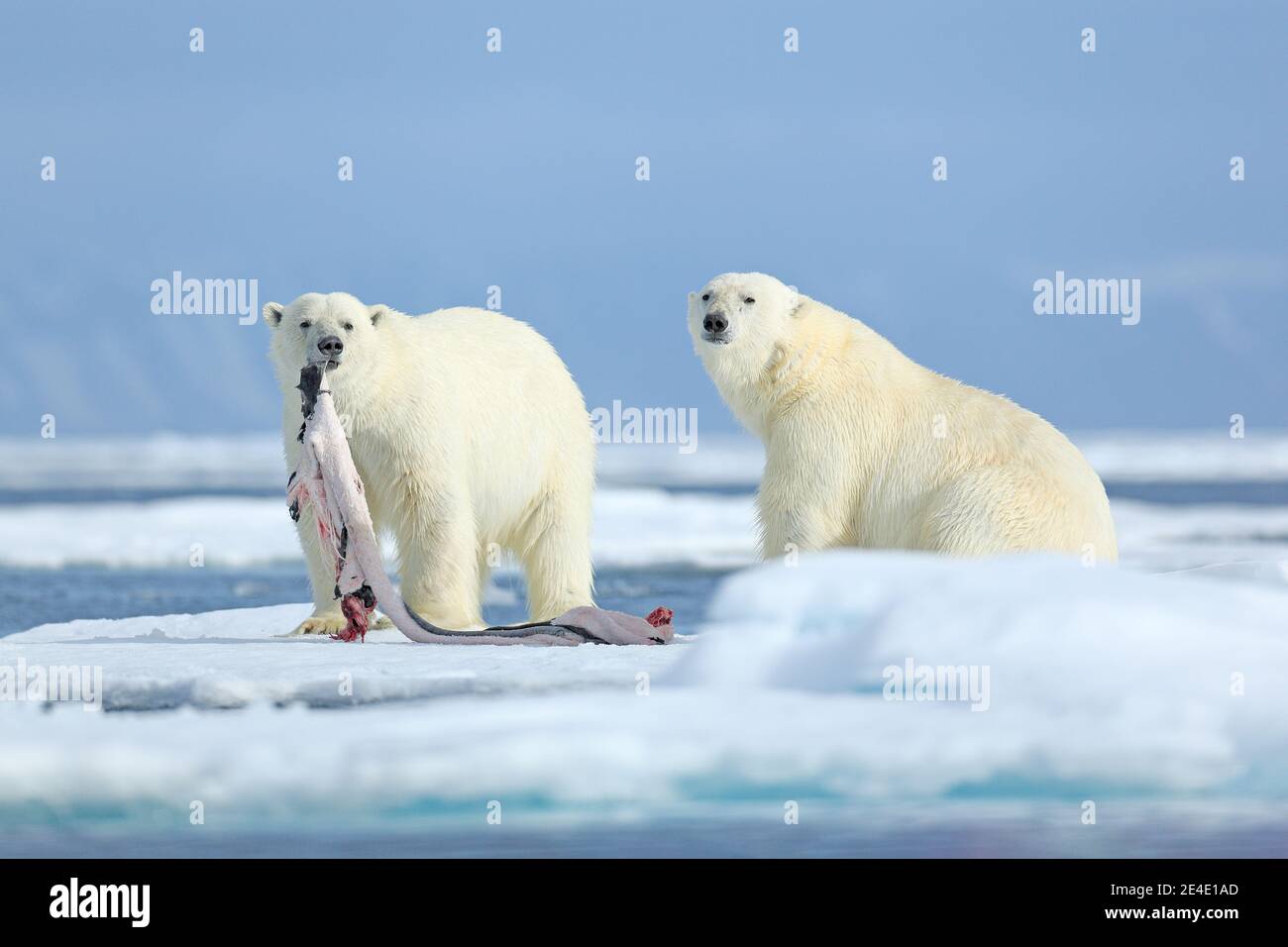 Two polar bears with killed seal. White bear feeding on drift ice with  snow, Manitoba, Canada. Bloody nature with big animals. Dangerous baer with  car Stock Photo - Alamy