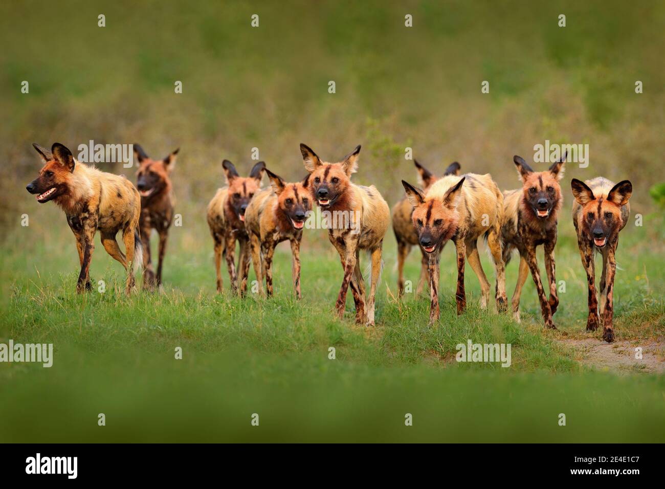 Wild dog, pack walking in the forest, Okavango detla, Botseana in Africa. Dangerous spotted animal with big ears. Hunting painted dog on African safar Stock Photo