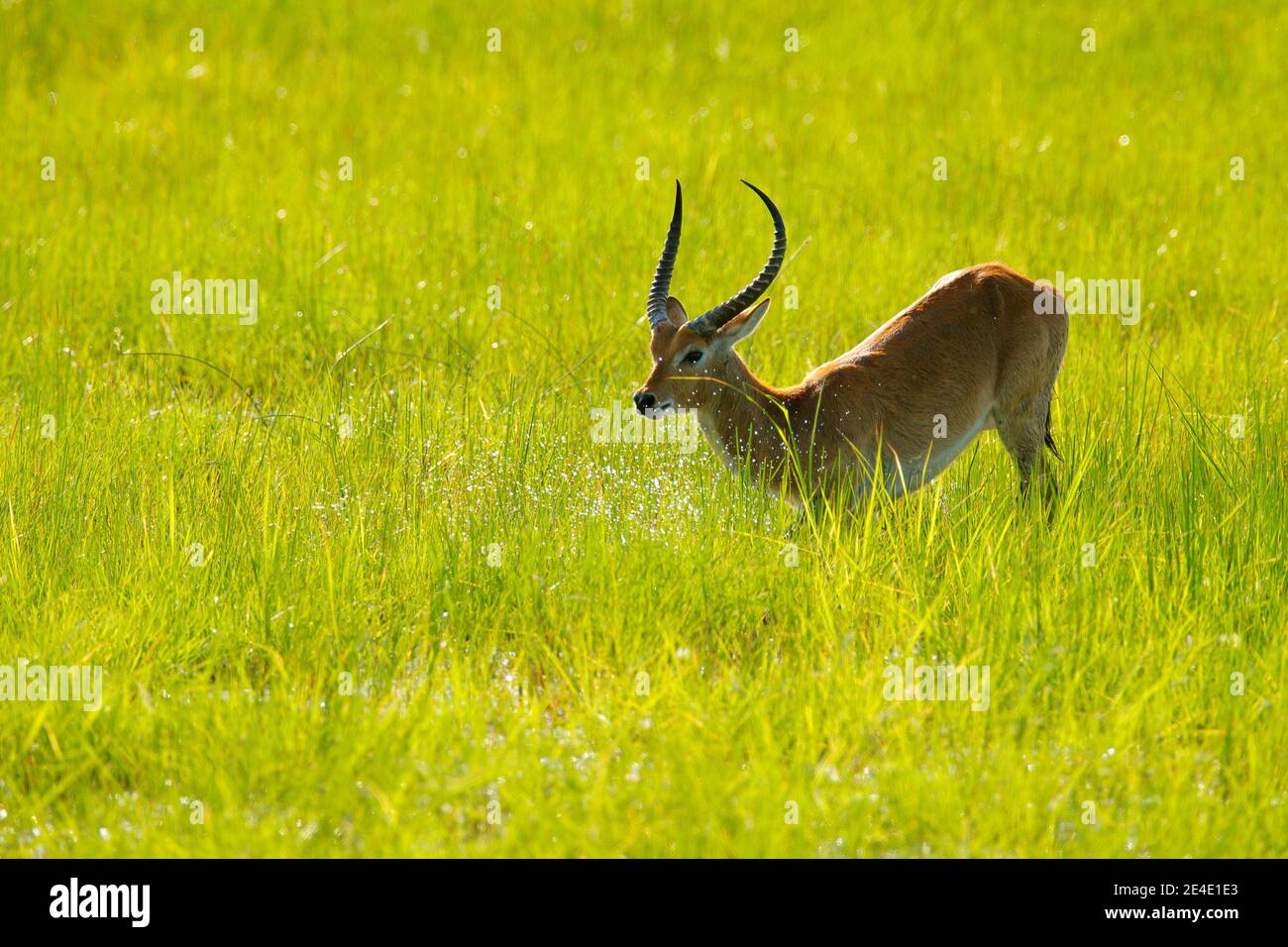 Lechwe, Kobus leche, antelope in the green grass wetlands with water. Lechve running in the river water, Okavango delta, Botswanav in Africa. Wildlife Stock Photo