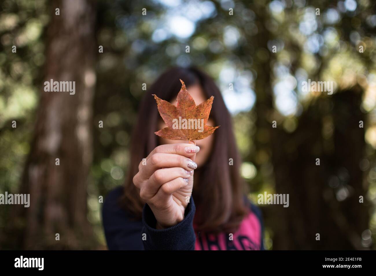 Autumn mood! Pretty asian woman holding in her hands maple leaves covering her face over natural background. Stock Photo
