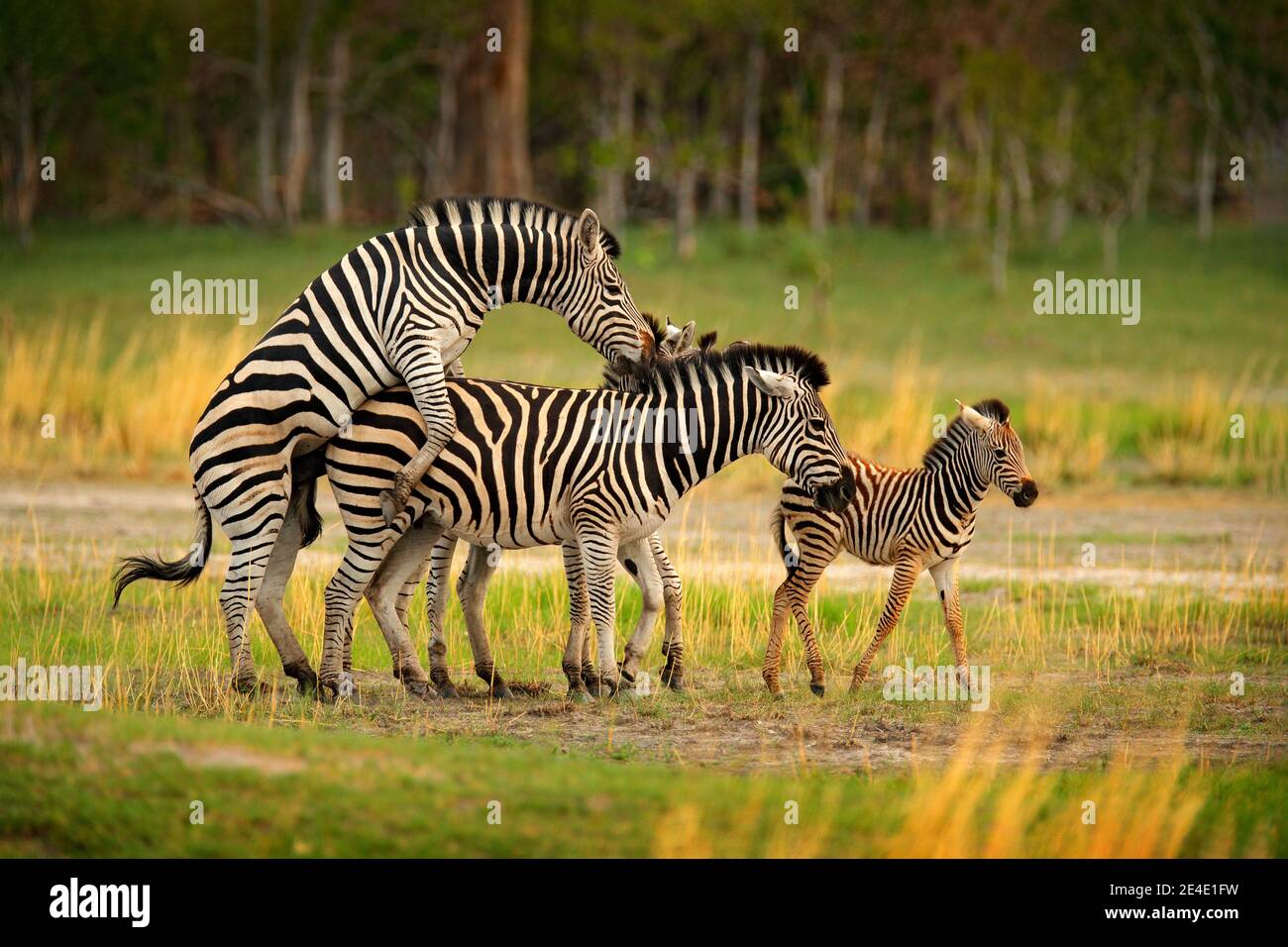 Zebra mating hires stock photography and images Alamy