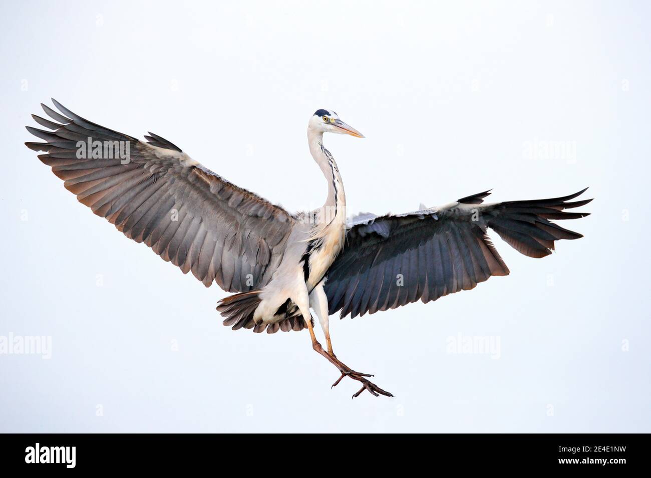 Bird flight. Grey Heron, Ardea cinerea, fly on the sky. Water bird in the forest lake in the nature habitat. Animal from Germany. Stock Photo