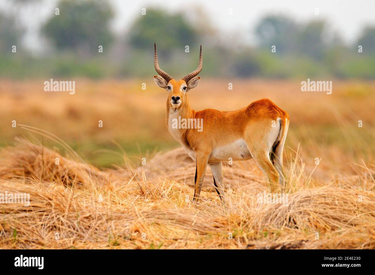 Lechwe, Kobus leche, antelope in the golden grass wetlands with water. Lechve running in the river water, Okavango delta, Botswana in Africa. Wildlife Stock Photo