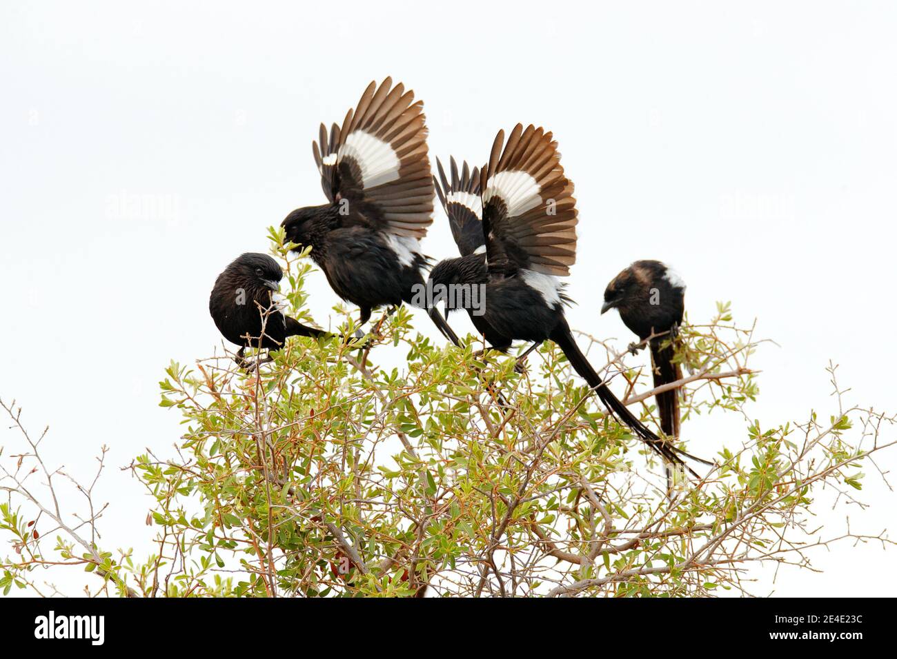 African long tailed shrike hi-res stock photography and images - Alamy