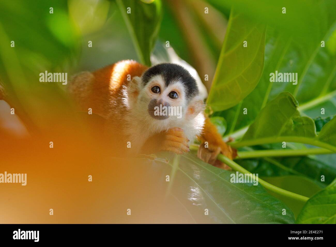 Tropic nature. Monkey, long tail in tropic forest. Squirrel monkey, Saimiri oerstedii, sitting on the tree trunk with green leaves, Corcovado NP, Cost Stock Photo