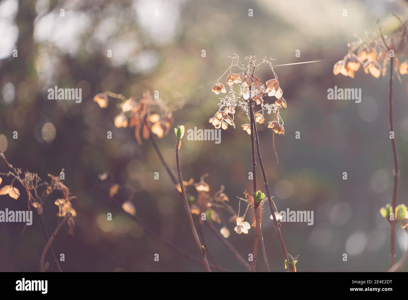 Dry hydrangea flowers on a blurred brown background. Stock Photo