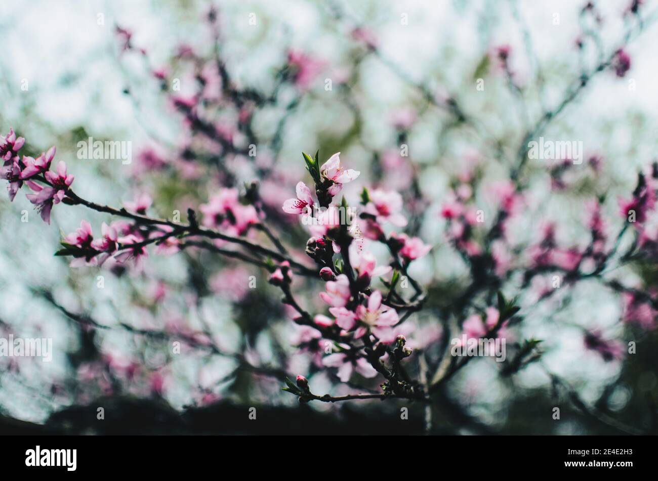 Red plum blossom in spring. Plum blossom is the top ten famous flowers in China. Stock Photo