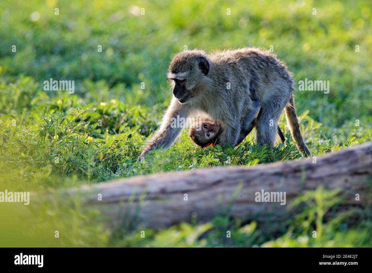 Monkey - mother with young babe. Wildlife scene from nature. Monkey in green. Vervet monkey, Chlorocebus pygerythrus, portrait of grey and black face Stock Photo