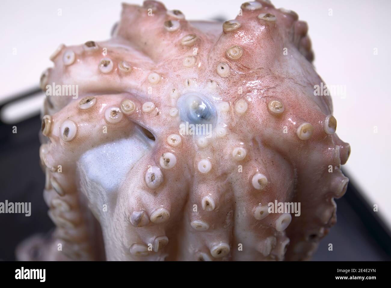 Octopus from the estuaries of Galicia, in northwestern Spain Stock Photo