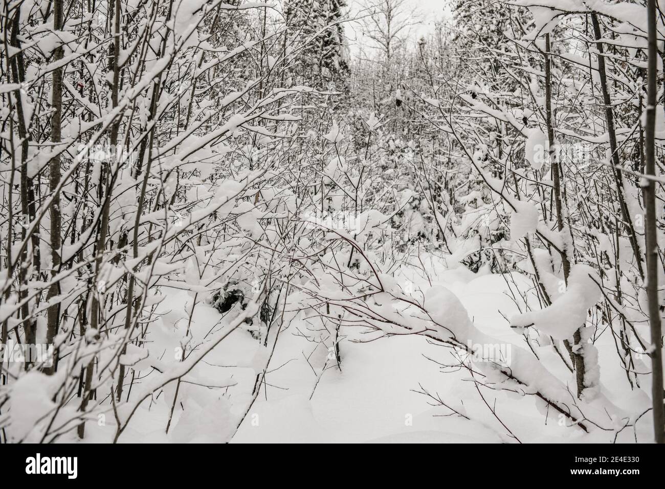 Snow-covered forest covered with a thick layer of snow Stock Photo - Alamy