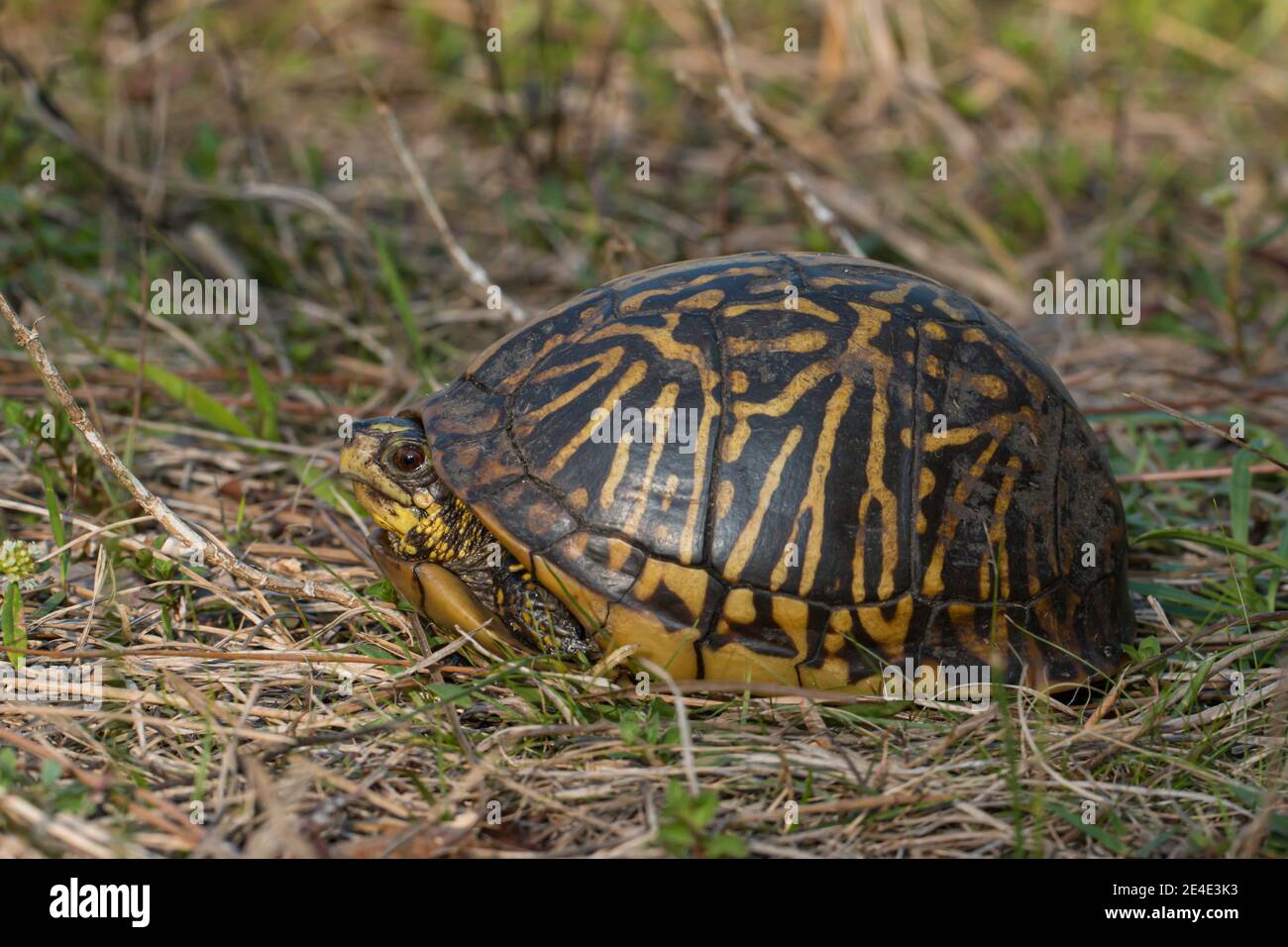 Florida box turtle - Terrapene carolina bauri Stock Photo