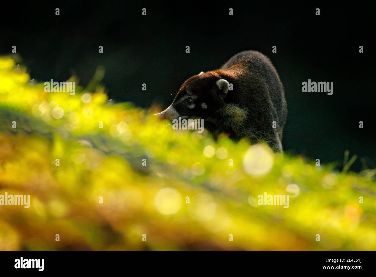 Wildlife Costa Rica. Whitenosed Coati, Nasua narica in green grass, tropic jungle, Costa Rica