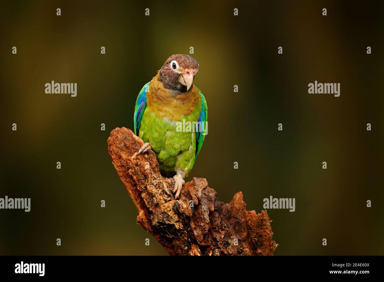 Detail of parrot Brown-hooded Parrot, Pionopsitta haematotis, Mexico, green parrot with brown head. Detail close-up portrait of bird from Central Amer Stock Photo