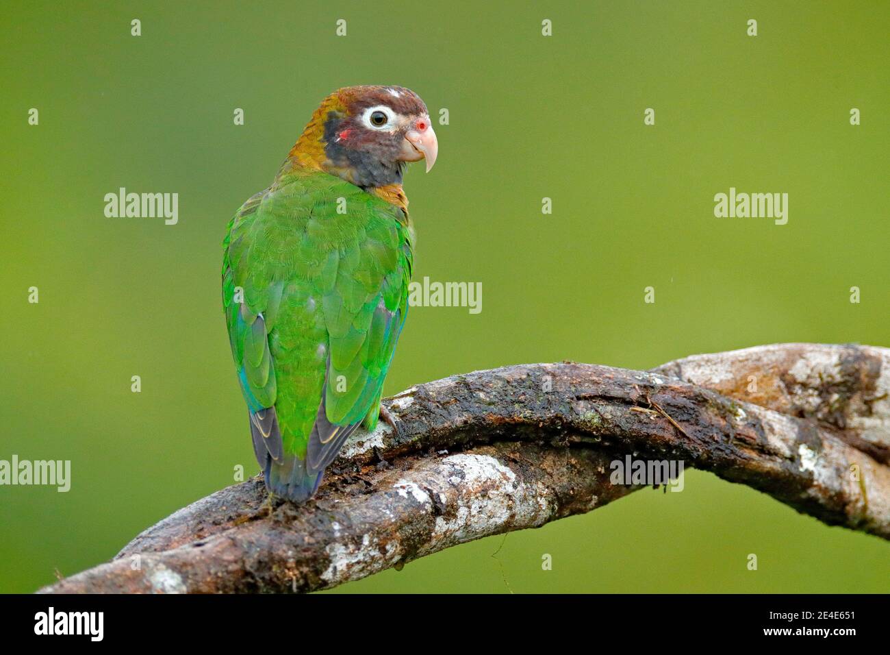 Tropic bird Brown-hooded Parrot, Pionopsitta haematotis, Mexico, green parrot with brown head. Detail close-up portrait of bird from Central America. Stock Photo