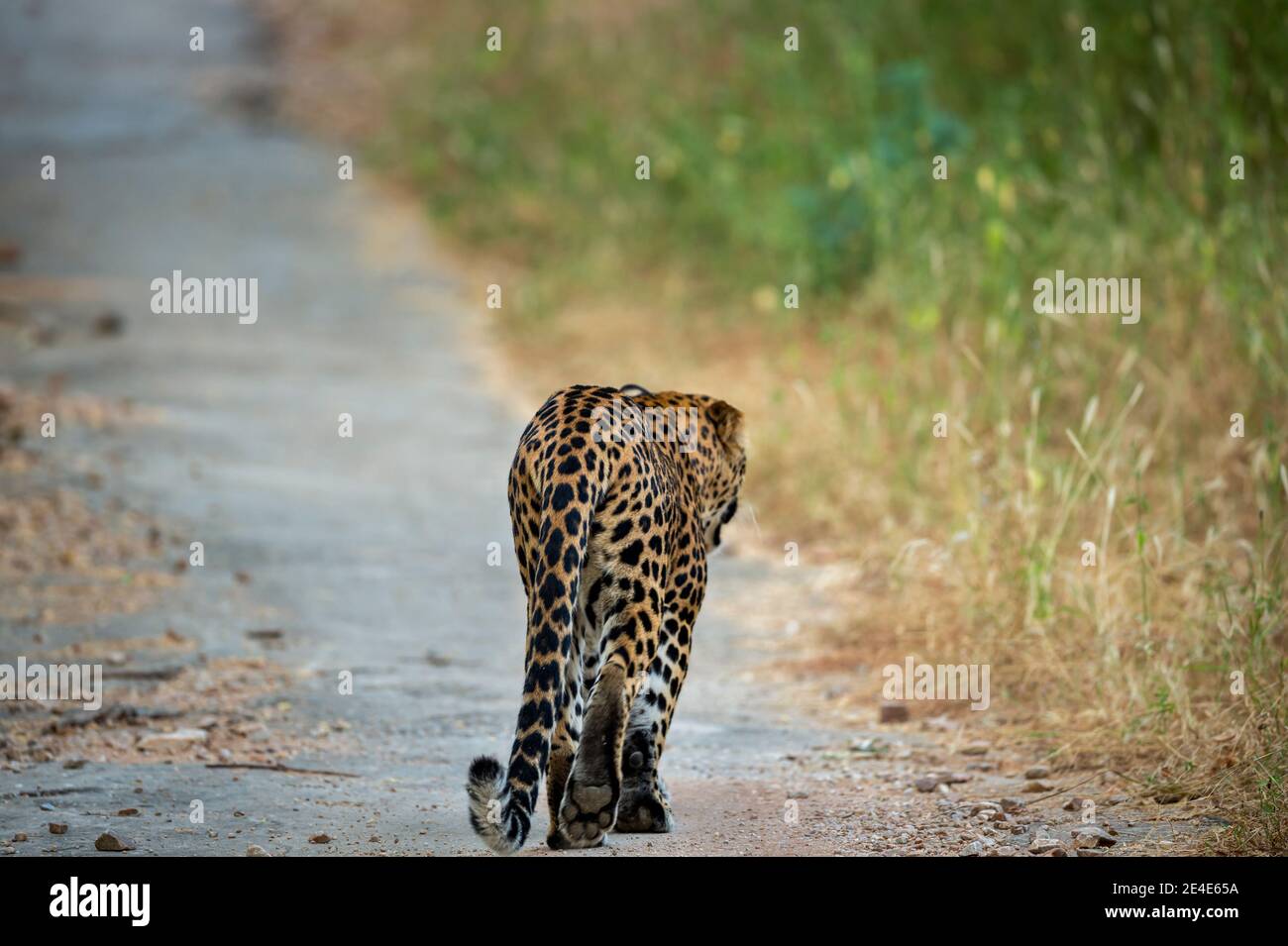 Indian Wild Male Leopard Or Panther Walking On A Jungle Track In 