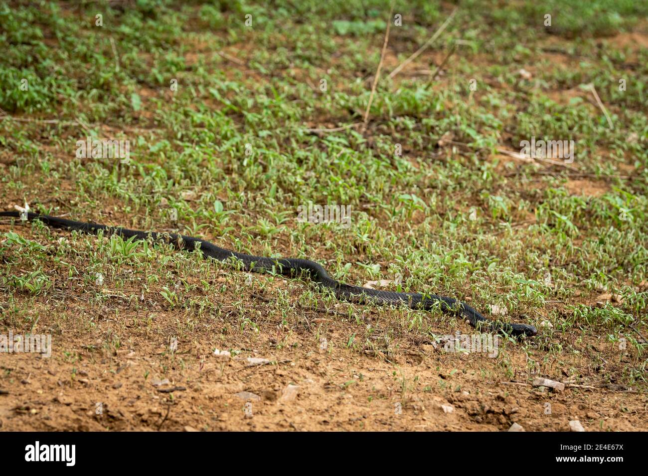 Cobra or Indian cobra or Naja naja or spectacled cobra or Asian cobra or binocellate cobra a venomous snake or serpent at jhalana forest reserve Stock Photo