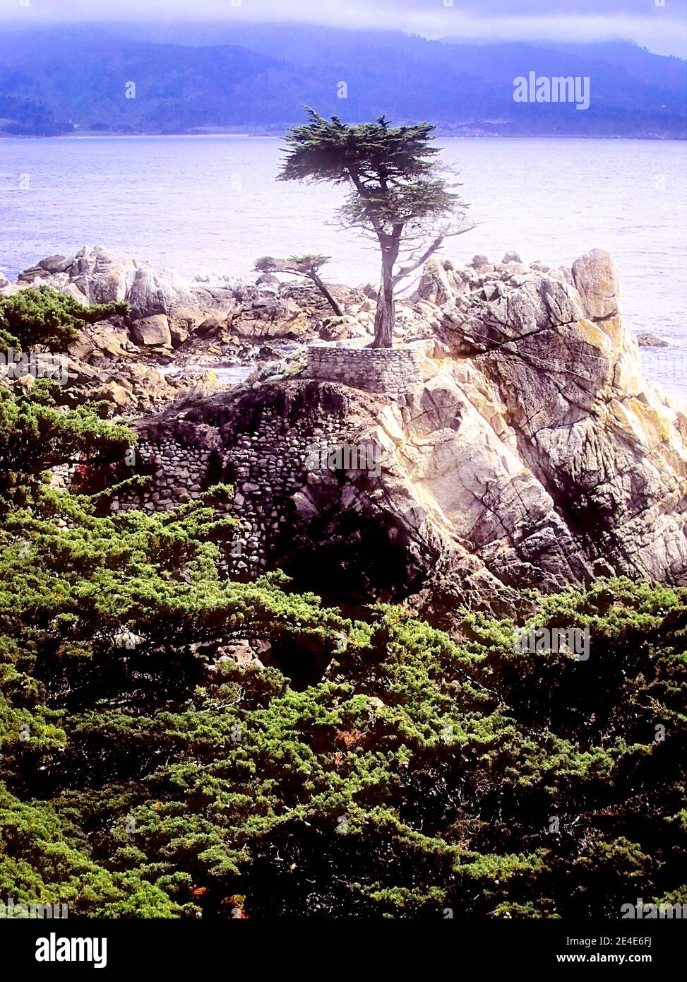 The Lone Cypress tree along the 17 mile drive on the Monterey peninsula in California. Stock Photo
