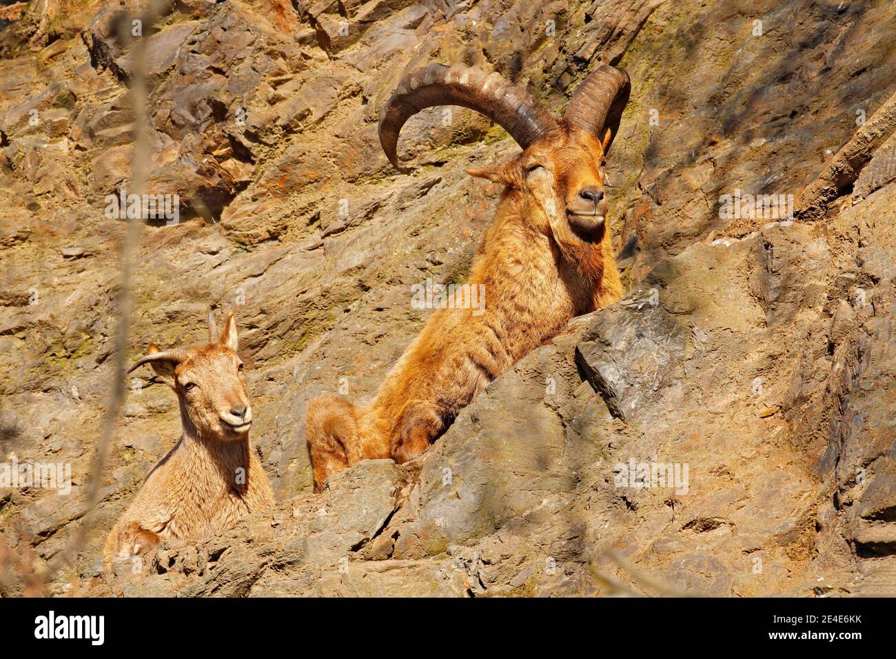 West Caucasian tur, Capra caucasica, sitting on the rock, endangered ...