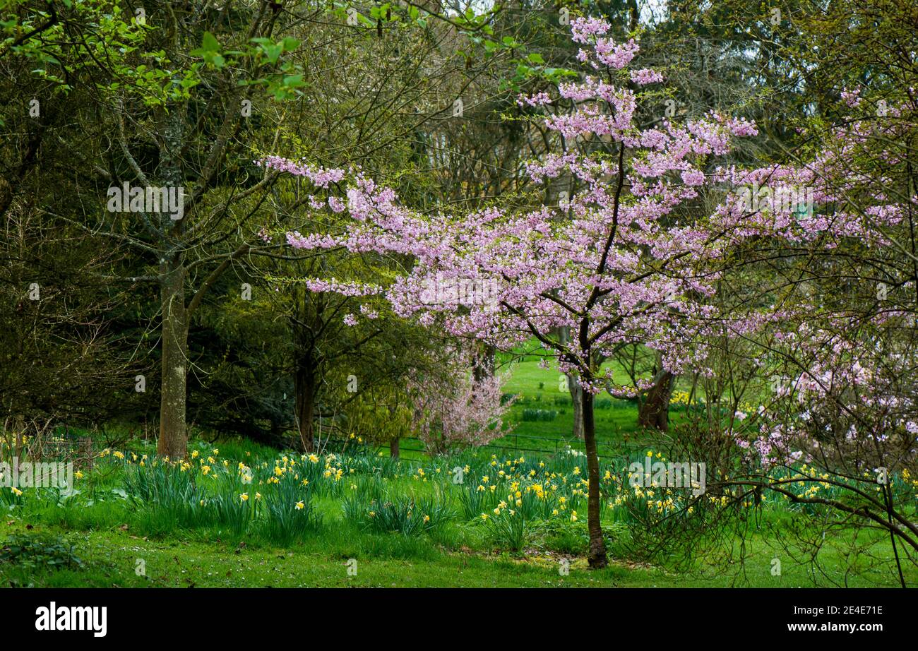 Cherry tree arboretum hi-res stock photography and images - Alamy