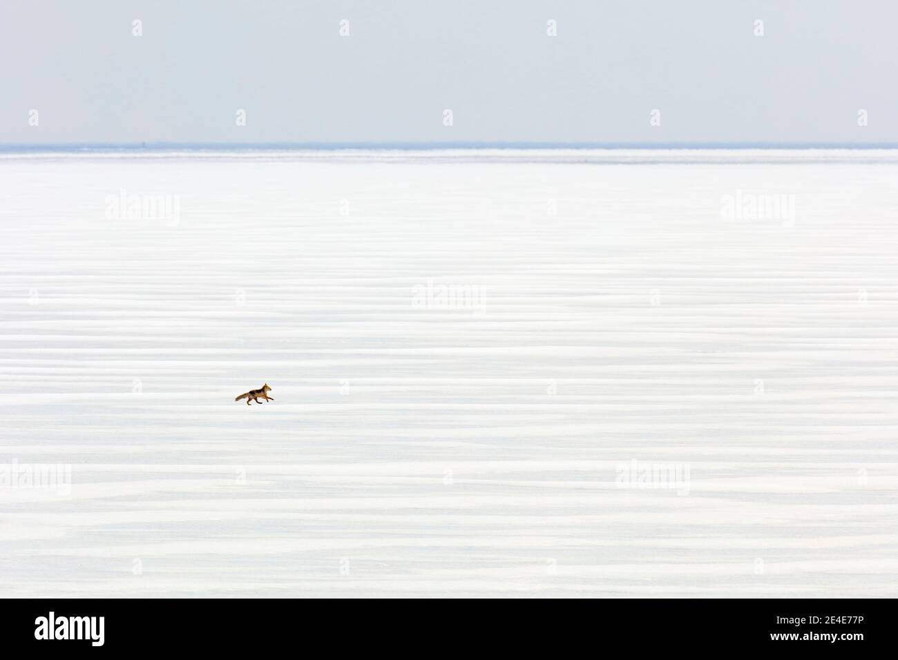 Red fox in white snow. Cold winter with orange furry fox. Hunting animal in the snowy meadow, Japan. Beautiful orange coat animal in nature. Stock Photo